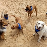 Dog Day Care Exercise