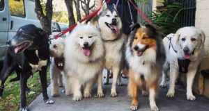 L&V Doggy Day Care Sydney