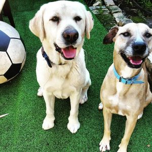 Dogs having fun at L&V Doggy Day Care